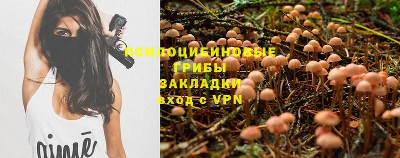 дарк нет телеграм  Сергач  Галлюциногенные грибы MAGIC MUSHROOMS 